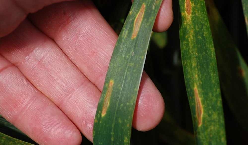 Septoria tritici symptoms in wheat